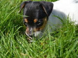 2 chiots Jack Russell Terriers disponibles à la réservation (LOF)