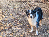 Une chienne adulte Berger Australien LOF de 7 ans à vendre