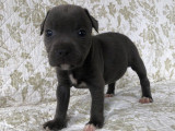 Un chiot mâle Staffordshire Bull Terriers bleu LOF à vendre