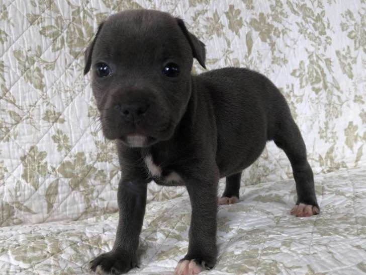 Un chiot mâle Staffordshire Bull Terriers bleu LOF à vendre