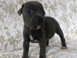 Un chiot mâle Staffordshire Bull Terriers bleu LOF à vendre