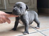 Un chiot mâle Staffordshire Bull Terriers bleu LOF à vendre
