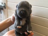 Un chiot mâle Staffordshire Bull Terriers bleu LOF à vendre