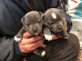 Un chiot mâle Staffordshire Bull Terriers bleu LOF à vendre
