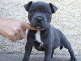 Un chiot mâle Staffordshire Bull Terriers bleu LOF à vendre