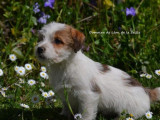 À réserver 2 chiots mâles Jack Russell Terriers (LOF)