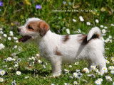 À réserver 2 chiots mâles Jack Russell Terriers (LOF)