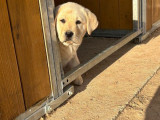 4 chiots Labrador Retrievers sable LOF à vendre