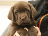 Des chiots Labrador Retrievers chocolat disponibles à la vente (LOF)