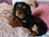 À vendre 2 chiots Cavaliers King Charles bicolore (LOF)