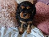 À vendre 2 chiots Cavaliers King Charles bicolore (LOF)