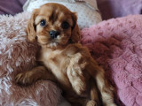 À réserver 3 chiots Cavaliers King Charles (LOF)