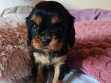 À réserver 3 chiots Cavaliers King Charles (LOF)