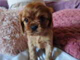 À réserver 3 chiots Cavaliers King Charles (LOF)