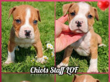 5 chiots American Staffordshire Terrier LOF disponibles à la réservation
