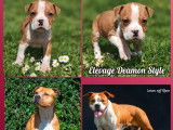 5 chiots American Staffordshire Terrier LOF disponibles à la réservation