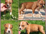 5 chiots American Staffordshire Terrier LOF disponibles à la réservation
