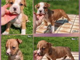 5 chiots American Staffordshire Terrier LOF disponibles à la réservation