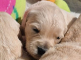 À réserver 10 chiots Golden Retrievers (LOF)