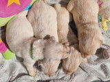 À réserver 10 chiots Golden Retrievers (LOF)