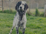 À vendre un chiot mâle Setter Anglais bleu belton (LOF)