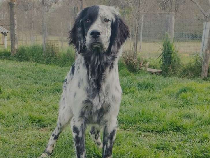À vendre un chiot mâle Setter Anglais bleu belton (LOF)