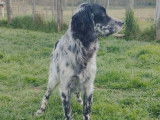 À vendre un chiot mâle Setter Anglais bleu belton (LOF)