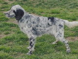 À vendre un chiot mâle Setter Anglais bleu belton (LOF)