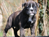 8 chiots Bulldog Continental LOF disponibles à la réservation