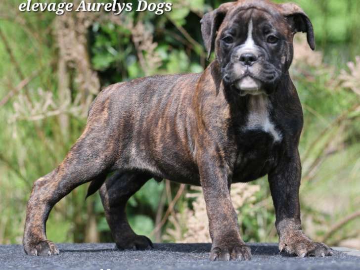 Chiots Bulldog Continental LOF dispo de suite