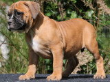 Chiots Bulldog Continental LOF dispo de suite