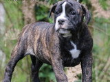 Chiots Bulldog Continental LOF dispo de suite