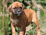 Chiots Bulldog Continental LOF dispo de suite
