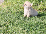 Un chiot mâle Chihuahua LOF à poil court à vendre