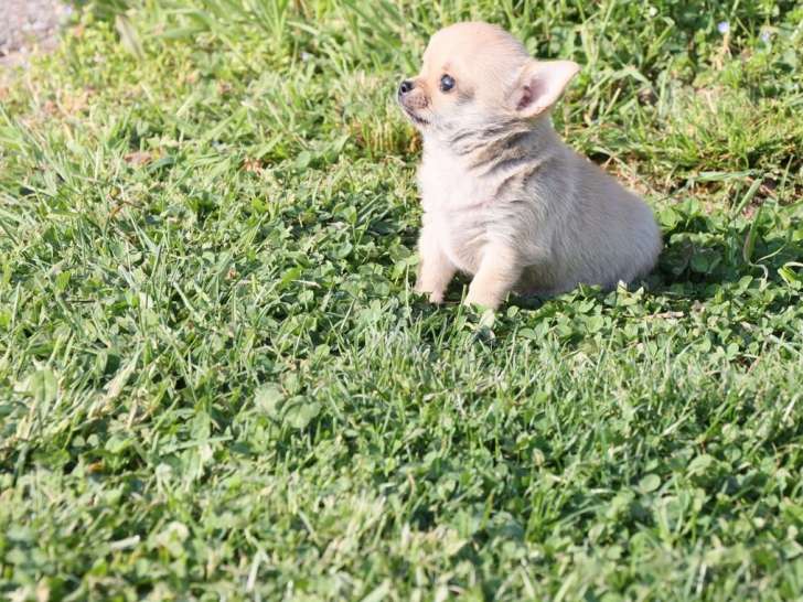 Un chiot mâle Chihuahua LOF à poil court à vendre
