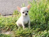 Mise à la réservation d’un chiot mâle Chihuahua sable (LOF)
