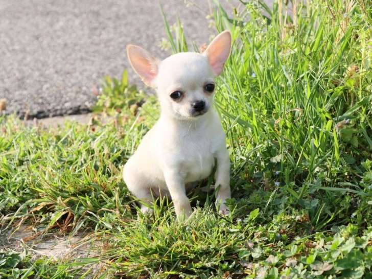 Mise à la réservation d’un chiot mâle Chihuahua sable (LOF)