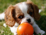3 chiots Cavaliers King Charles LOF blenheim disponibles à la réservation