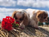 3 chiots Cavaliers King Charles LOF blenheim disponibles à la réservation