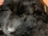8 chiots Chiens de Montagne Portugais à réserver