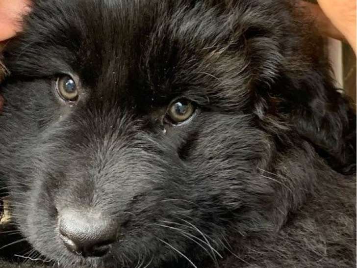 8 chiots Chiens de Montagne Portugais à réserver