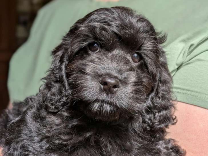 Chiots Goldendoodles à vendre