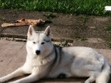 Femelle Husky Sibérien disponible pour saillie