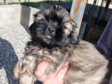 Des chiots Shih Tzu LOF disponibles à la vente