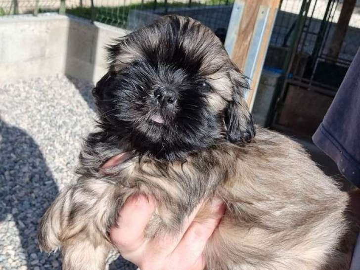 Des chiots Shih Tzu LOF disponibles à la vente
