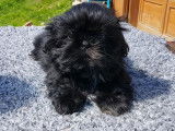 Des chiots Shih Tzu LOF disponibles à la vente