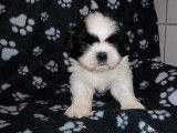Des chiots Shih Tzu LOF disponibles à la vente