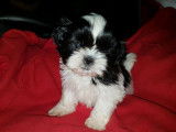 Des chiots Shih Tzu LOF disponibles à la vente