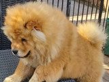 2 chiots mâles Chow Chow disponibles à l’achat