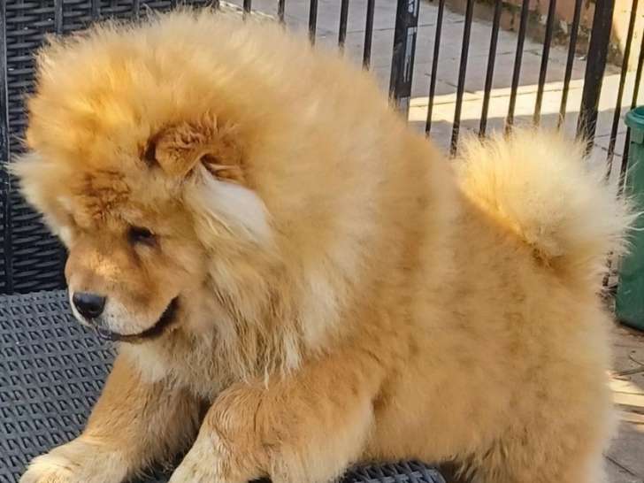 2 chiots mâles Chow Chow disponibles à l’achat